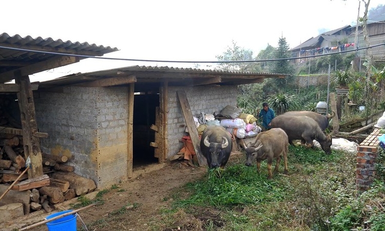 Bảo vệ cây trồng, vật nuôi trong giá rét