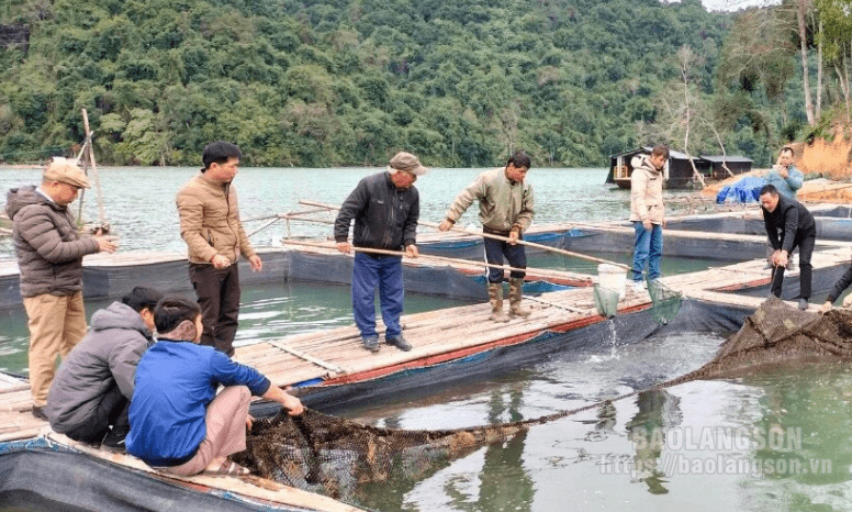 Tổng kết mô hình nuôi cá lăng trong lồng tại huyện Tràng Định