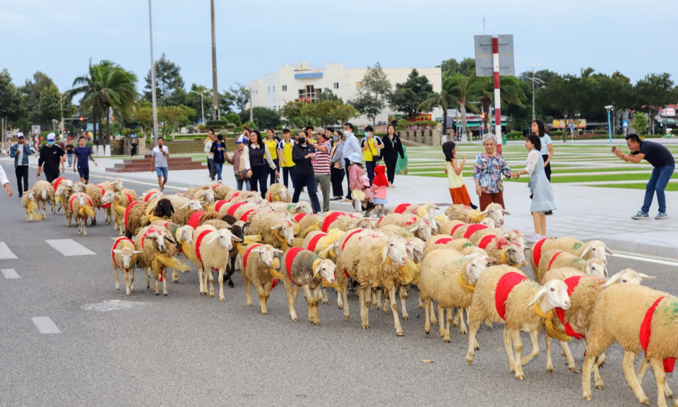 300 con cừu đeo nơ trình diễn 'catwalk' trên phố tại Ninh Thuận