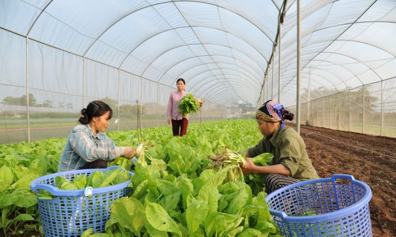 Điểm tựa vững chắc của kinh tế nông nghiệp