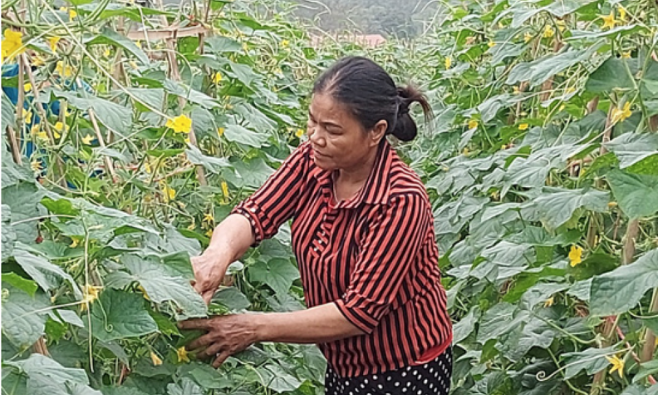 Mô hình liên kết trồng dưa chuột bao tử: Hiệu quả bước đầu ở Hữu Lũng