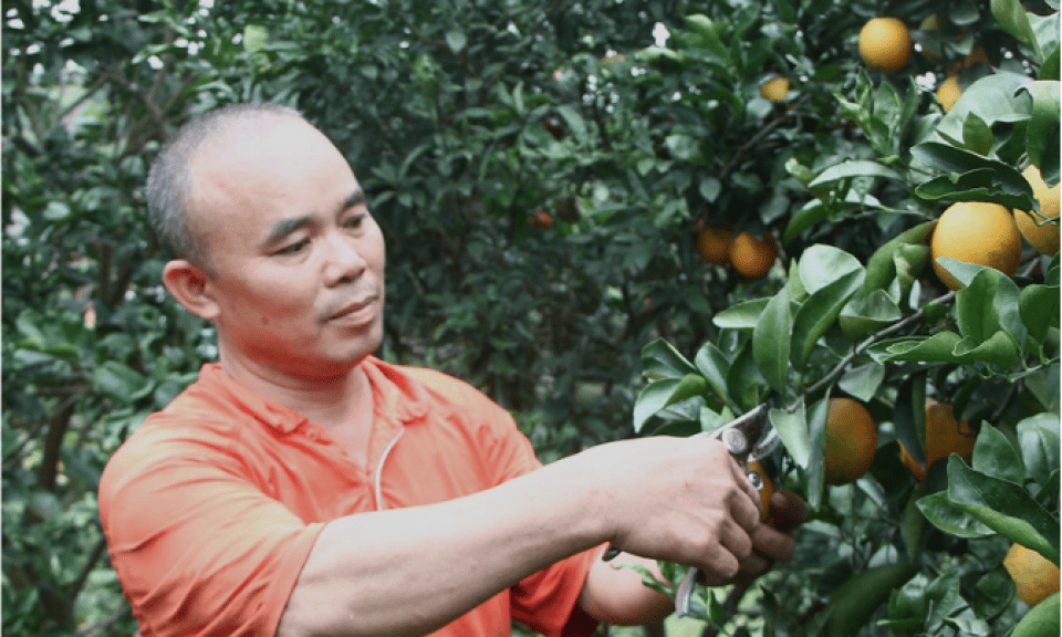 Tân Thành: Đa dạng mô hình sản xuất nông nghiệp hiệu quả