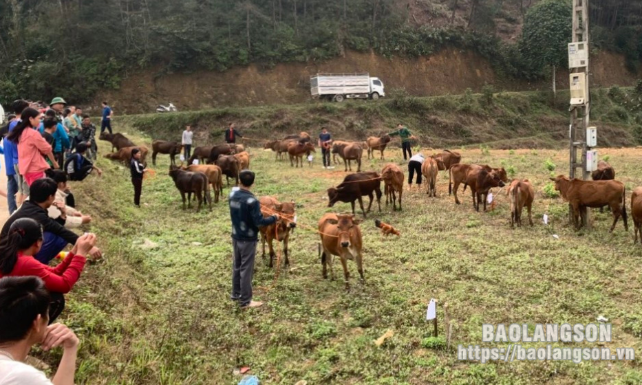 Đoàn Kinh tế - Quốc phòng 338, Quân khu 1 hỗ trợ, bàn giao 40 con bò giống tại xã Thanh Long, huyện Văn