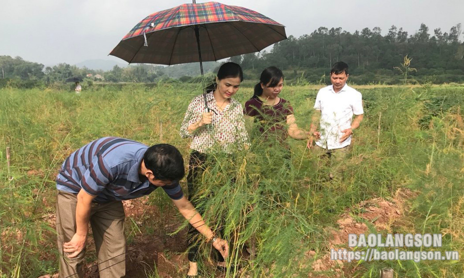 Xây dựng mô hình sản xuất gắn với tiêu thụ sản phẩm: Cơ sở để nông dân phát triển măng tây xanh theo