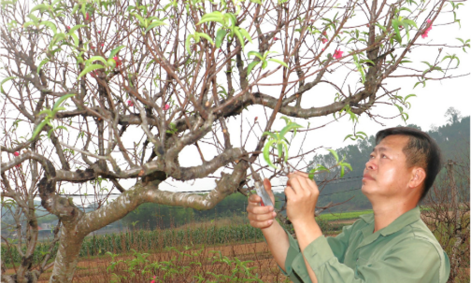 Sắc xuân về trên làng đào Minh Hòa