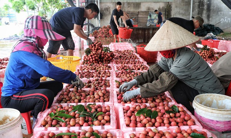 Tăng thị phần xuất khẩu nông sản sang Trung Quốc