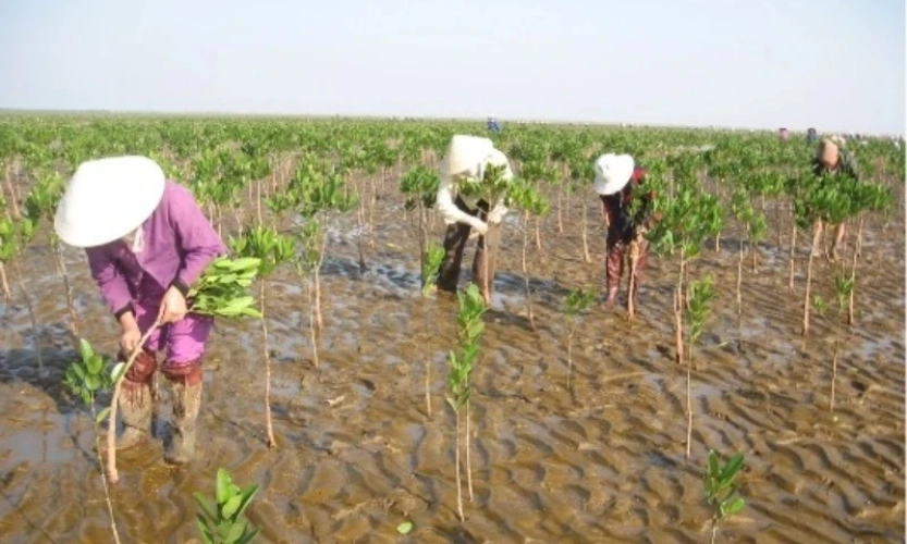 Đẩy mạnh trồng rừng phòng hộ ven biển