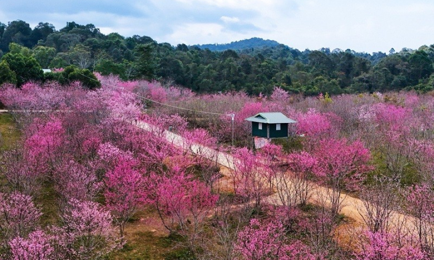 Rực rỡ hoa anh đào trên đảo hoa Pá Khoang