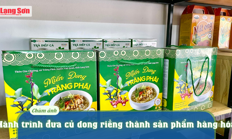 Hành trình đưa củ dong riềng thành sản phẩm hàng hóa