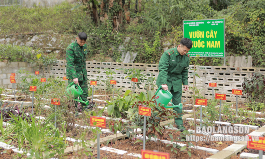 Lợi ích từ mô hình vườn thuốc nam tại các đồn biên phòng