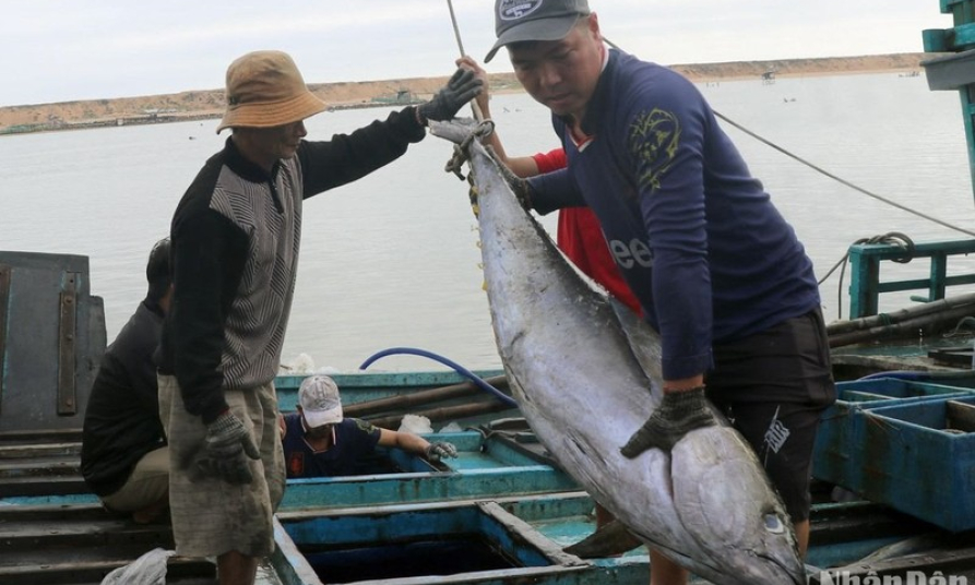 Ngư dân Phú Yên trúng đậm cá ngừ đại dương trong chuyến biển xuyên Tết