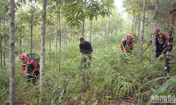 Trồng cây, trồng rừng hiệu quả, thiết thực