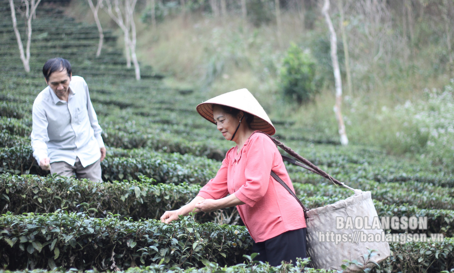 Vùng chè Đình Lập: rộn ràng đón xuân