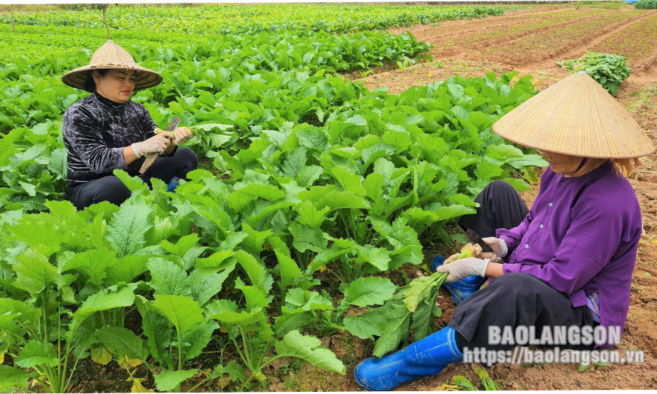 Hội Nông dân thành phố Lạng Sơn: Điểm tựa vững chắc cho hội viên nông dân