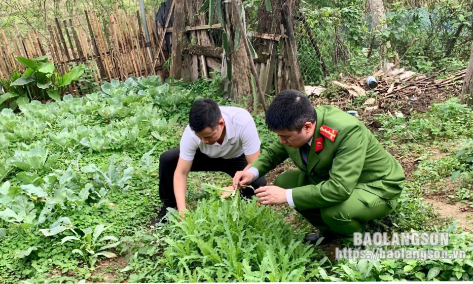 Bắc Sơn: Phát hiện, phá nhổ 182 cây thuốc phiện trồng trái phép