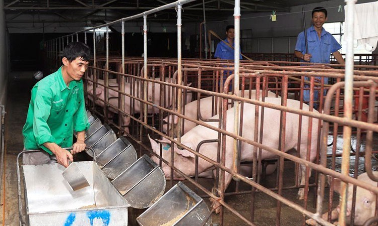 Chăn nuôi theo chuỗi liên kết