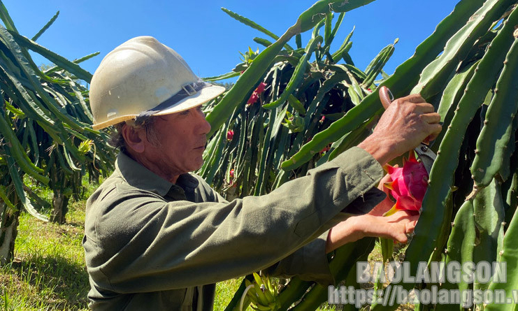 Hội Làm vườn huyện Bình Gia: Đồng hành cùng hội viên phát triển kinh tế