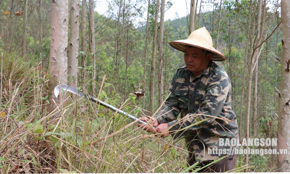 Anh Là làm giàu từ rừng