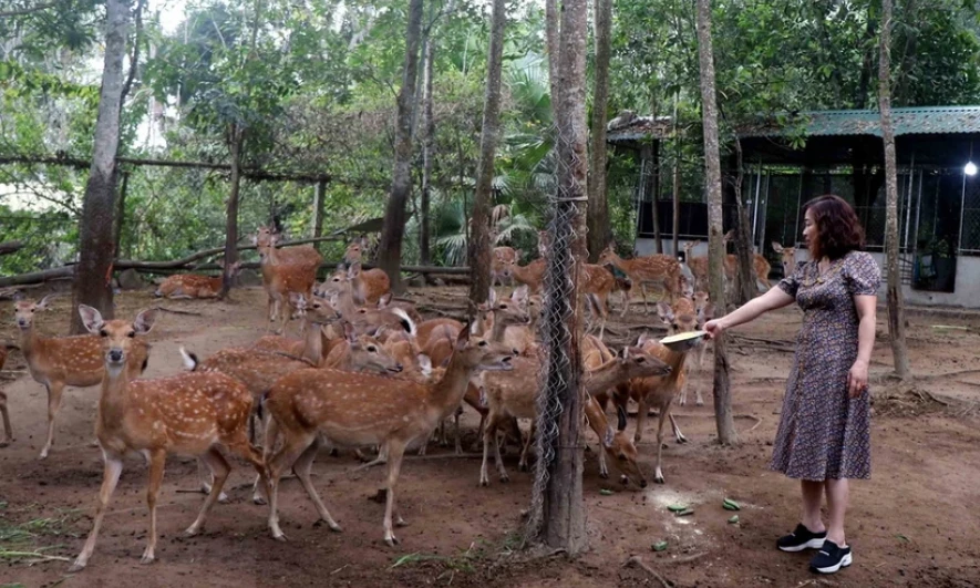 Hà Tĩnh: Nhung hươu Hương Sơn "vàng mười" của núi rừng