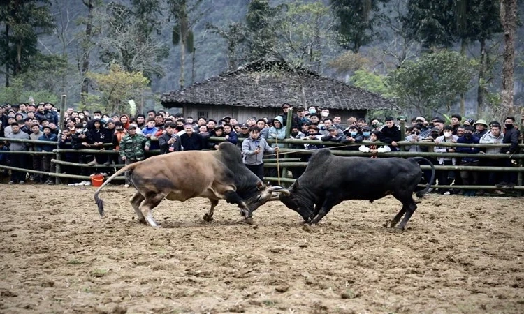 Ấn tượng Ngày hội văn hóa dân tộc H'Mông - Mùa hoa lê, huyện Bảo Lạc, tỉnh Cao Bằng