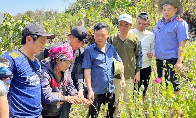 Ngăn chặn tình trạng trồng và sử dụng cây thuốc phiện