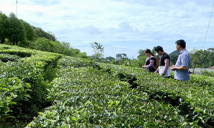 Luật Đất đai 2024 tác động tích cực đến lĩnh vực nông nghiệp