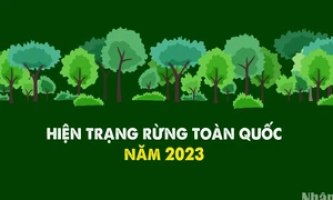 Hiện trạng rừng toàn quốc năm 2023