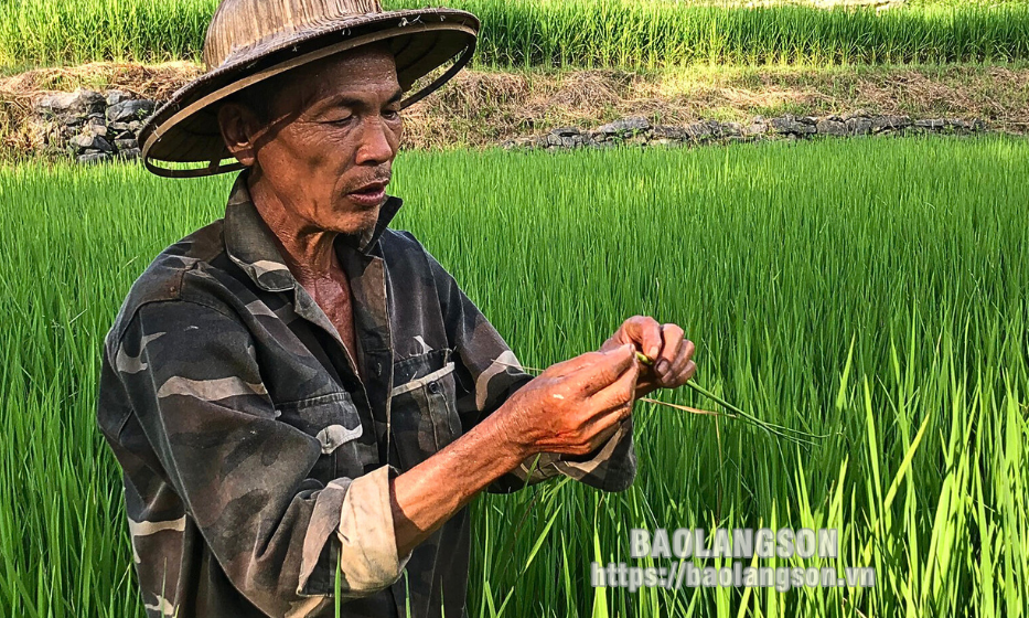 Tăng cường công tác dự tính, dự báo: Góp phần phòng trừ sâu, bệnh hiệu quả