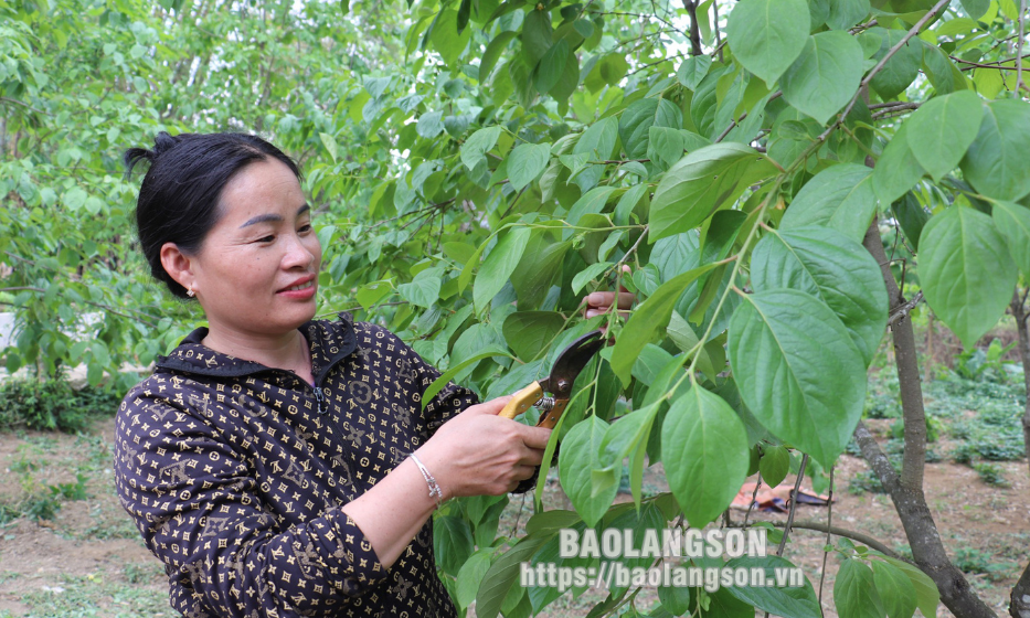 Hội Làm vườn huyện Văn Lãng: “Cầu nối” đưa khoa học kỹ thuật đến với nông dân