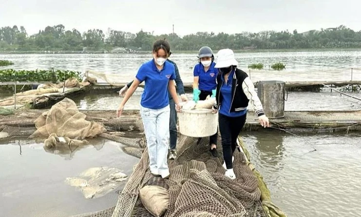 Cá chết hàng loạt ở Hải Dương, người nuôi cá lồng chịu thiệt hại