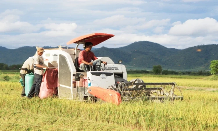 Biến động nguồn cung và nhu cầu gạo trên toàn cầu