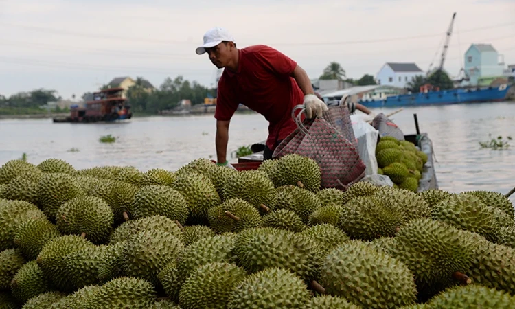 Sầu riêng đáp ứng yêu cầu của thị trường nhập khẩu