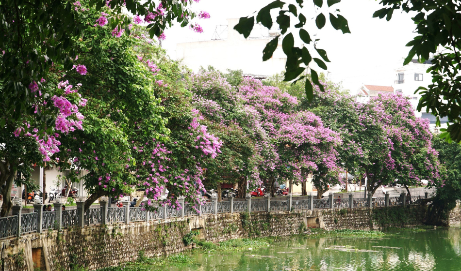 Hoa bằng lăng nở ngợp trời, mang sắc tím trải dài trên nhiều con phố đã và đang góp phần tô điểm thêm bức tranh về một thành phố Lạng Sơn vô cùng thơ mộng, yên bình. 