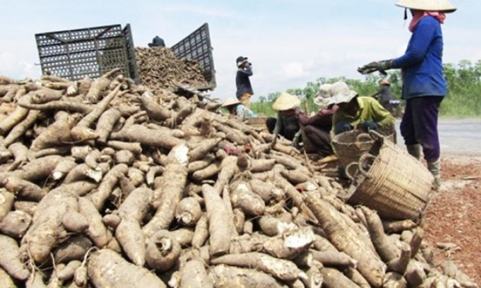 越南木薯产业力争到2030年产量超过1200万吨 出口额达到20亿美元