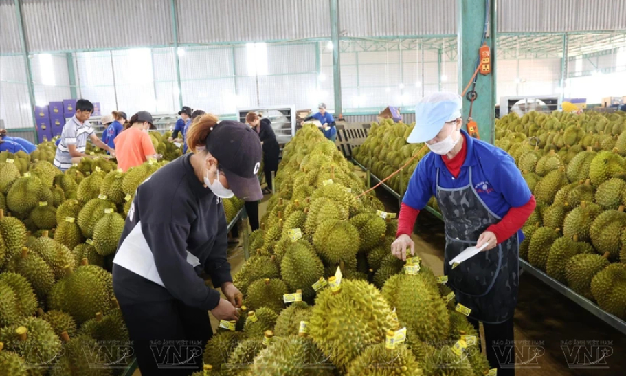 今年越南蔬果出口额有望创下60亿美元纪录