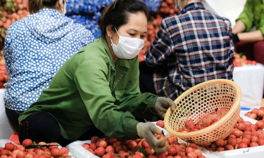 Vải thiều Lục Ngạn mất mùa