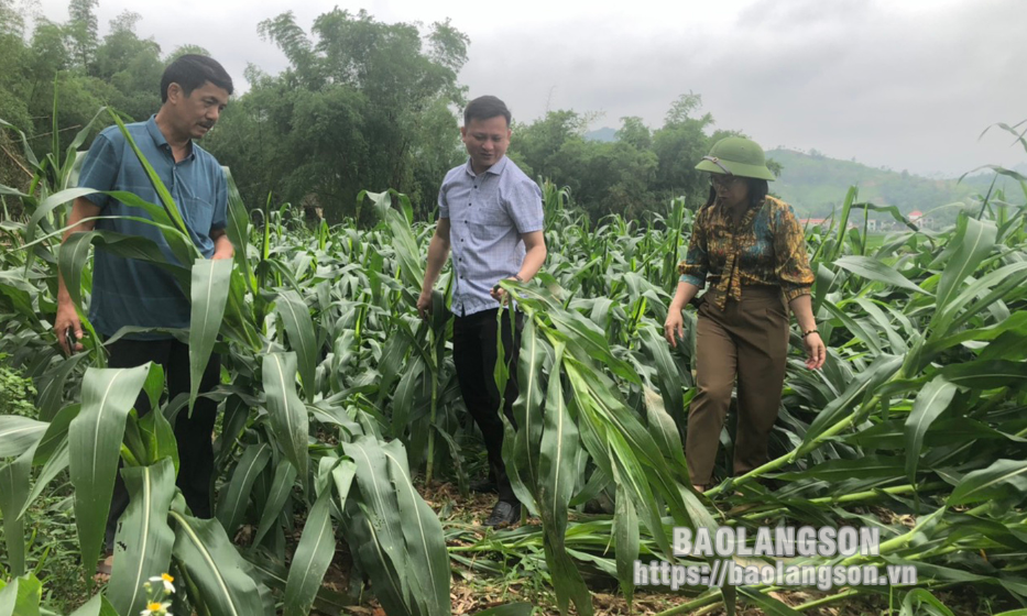 Chủ động ứng phó thiên tai mùa mưa bão