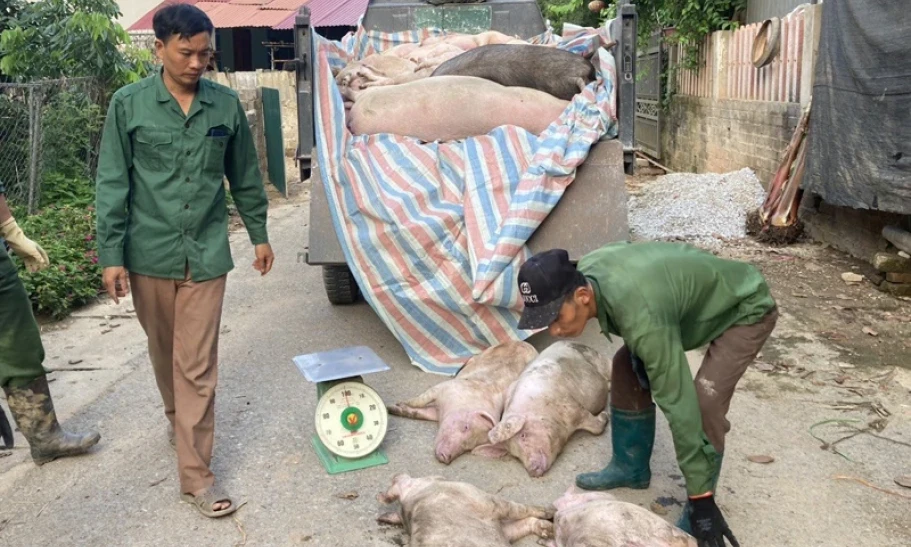 Dịch tả lợn châu Phi lan rộng tại Bắc Kạn