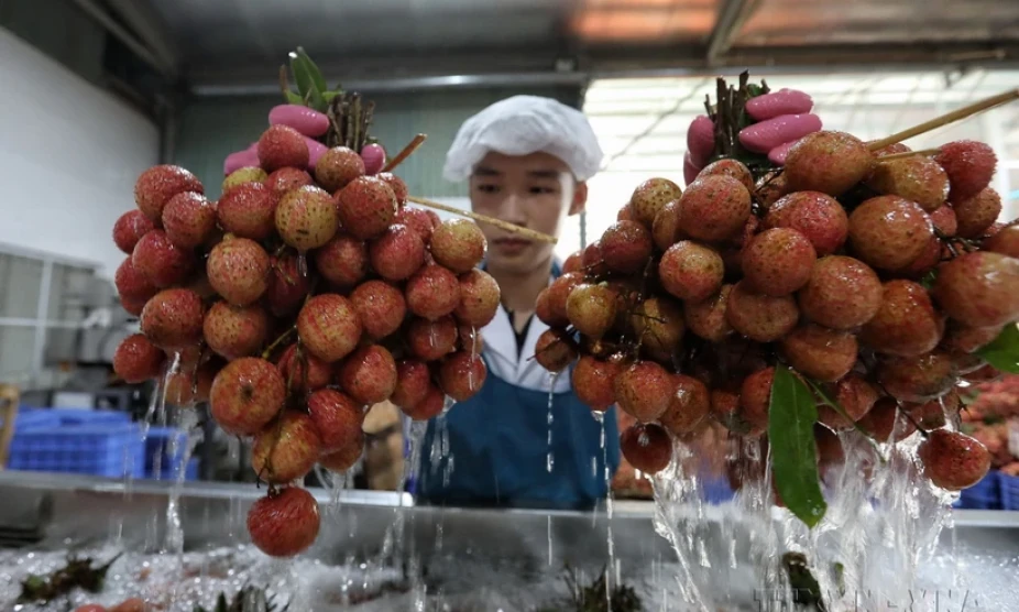 Bắc Giang: Nâng cao giá trị quả vải thiều bù sản lượng sụt giảm