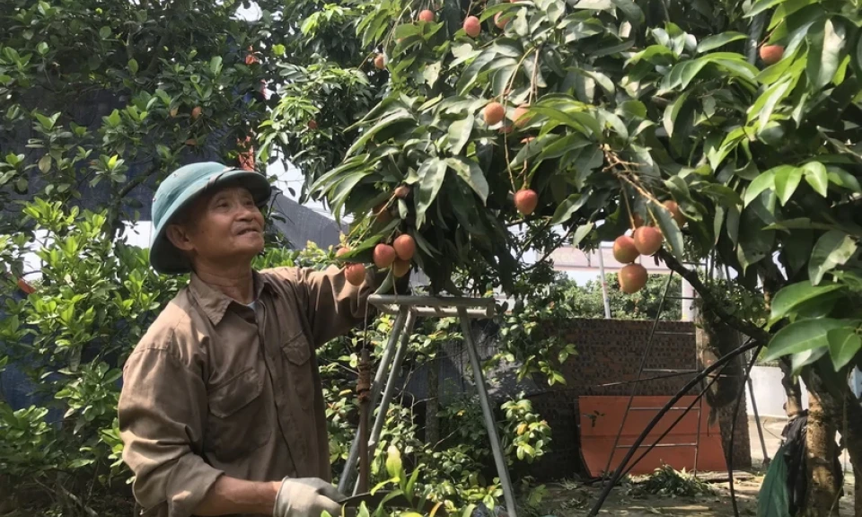 Hải Dương: Vải Thanh Hà mất mùa, sản lượng vải sớm chỉ bằng nửa năm ngoái