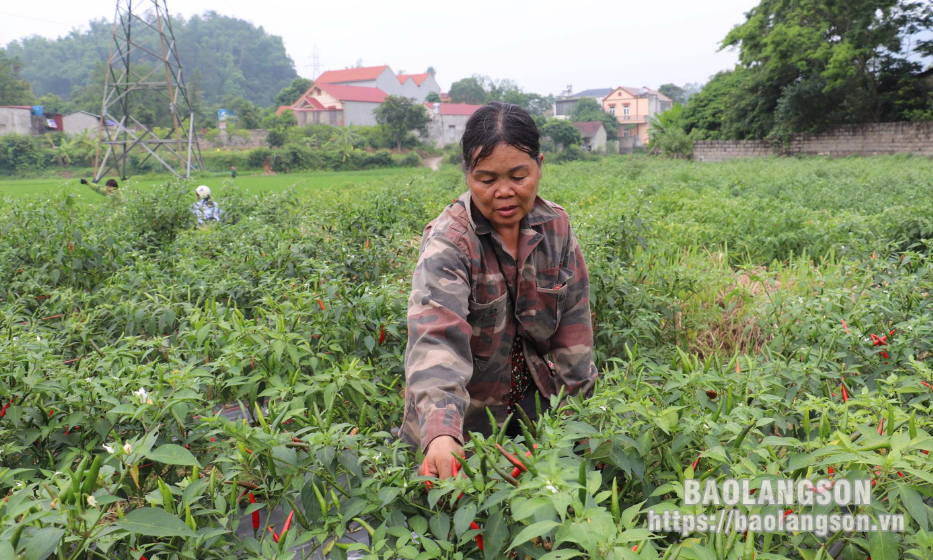 Chi Lăng: Mùa ớt “đắng”