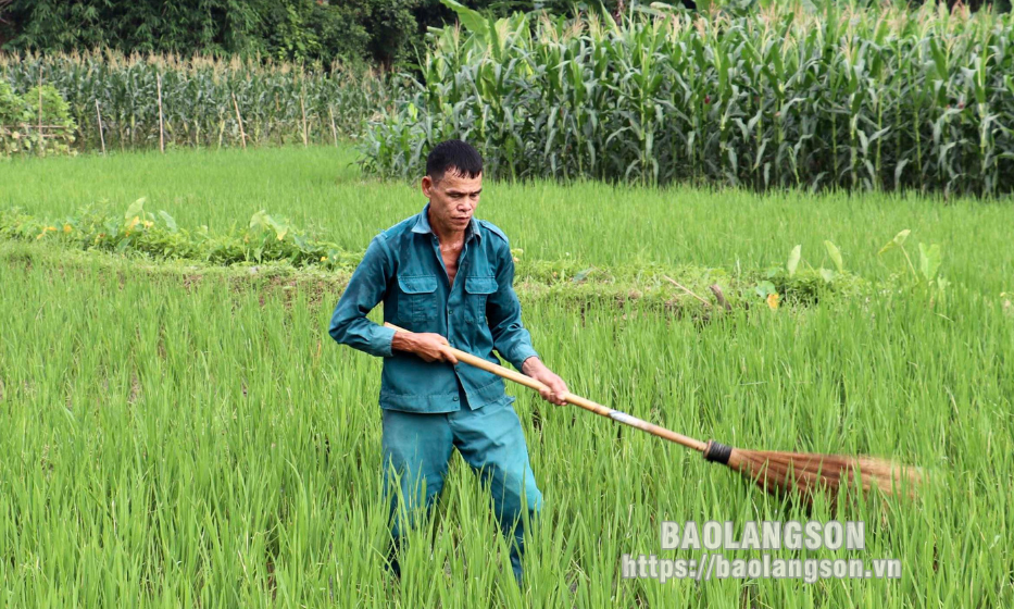 Chú trọng phòng trừ sâu bệnh hại cây trồng vụ xuân