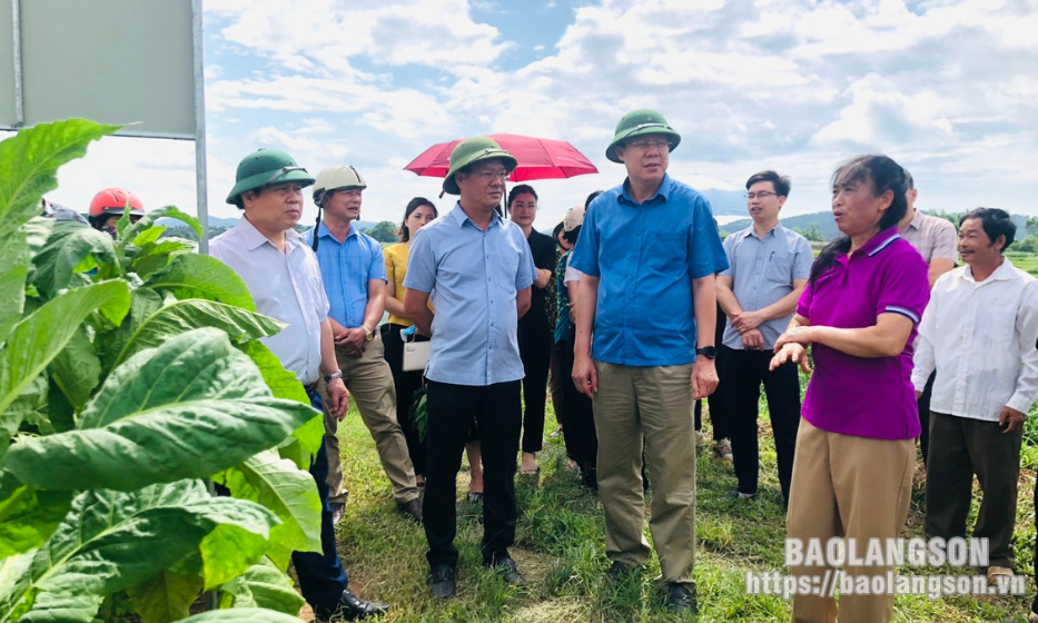 “Dự án liên kết sản xuất trồng cây thuốc lá gắn với tiêu thụ sản phẩm tại các xã trên địa bàn huyện Lộc