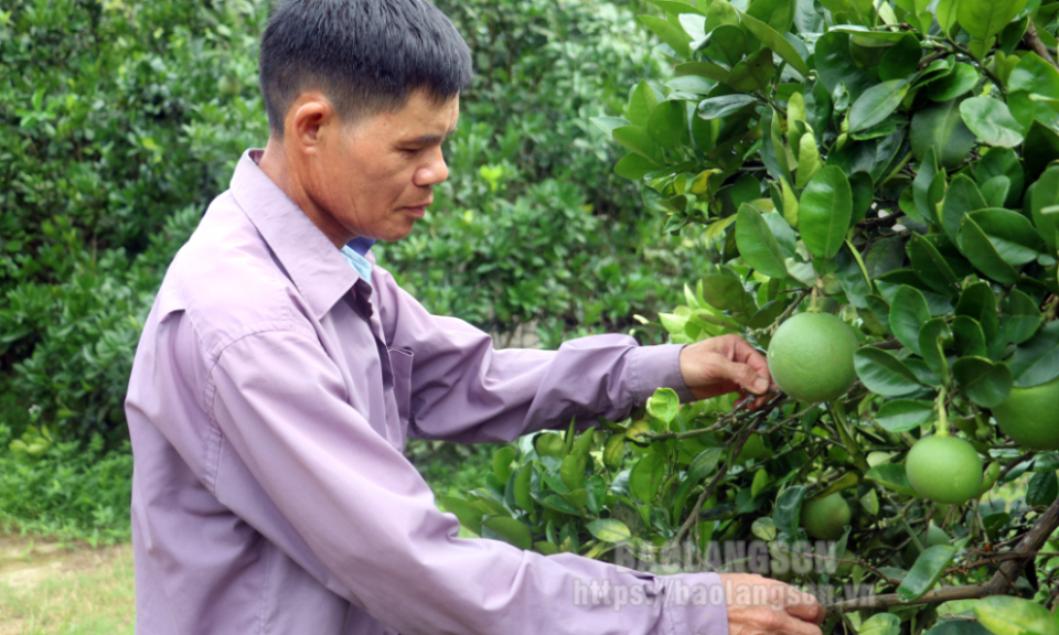 Hội Nông dân xã Quan Sơn: Đồng hành cùng nông dân phát triển kinh tế