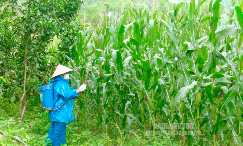 Diện tích nhiễm châu chấu tre lưng vàng tiếp tục tăng