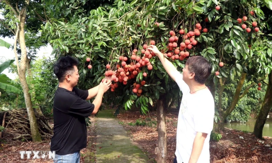 Nỗ lực xây dựng và phát triển thương hiệu cho quả vải Hưng Yên