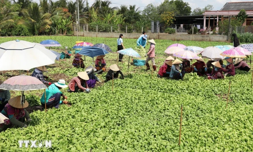 Tổng điều tra nông thôn, nông nghiệp vào ngày 1/7/2025