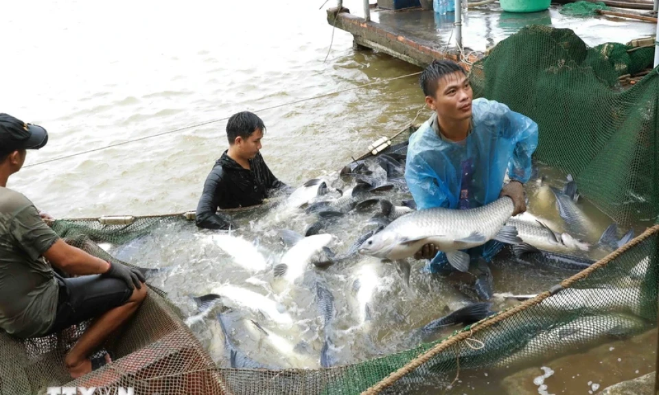 FAO: Sản lượng nuôi trồng thủy sản lần đầu tiên vượt sản lượng đánh bắt