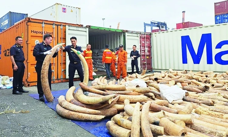 rộng quy mô Chiến dịch Con rồng Mekong, tăng cường phát hiện sớm các đường dây buôn lậu xuyên quốc gia