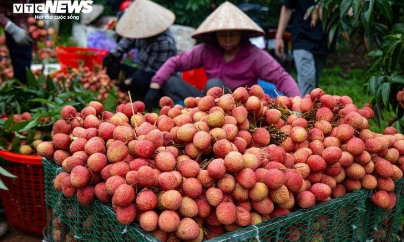 Vải thiều Bắc Giang sắp hết mùa, giá cao chưa từng có